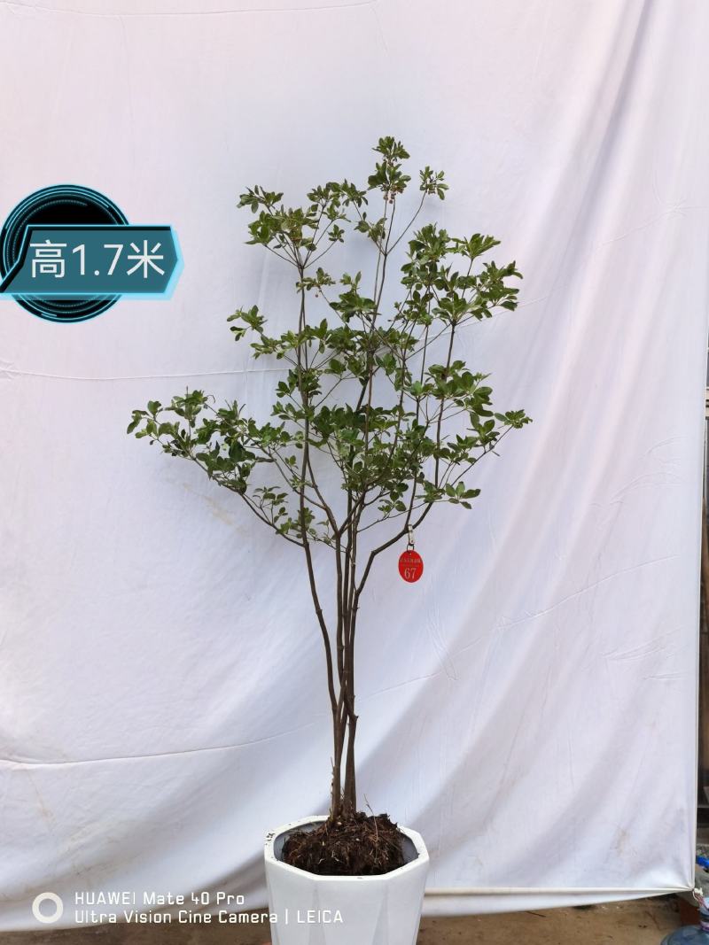 吊钟花