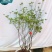 吊钟花