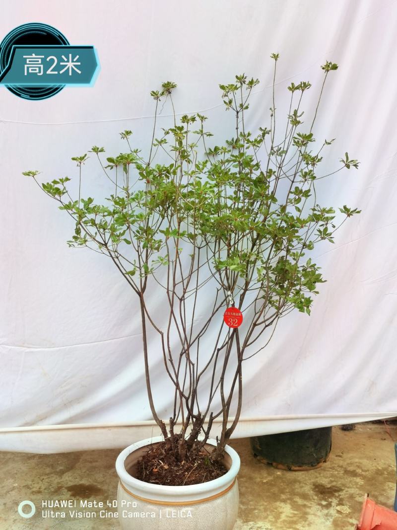 吊钟花
