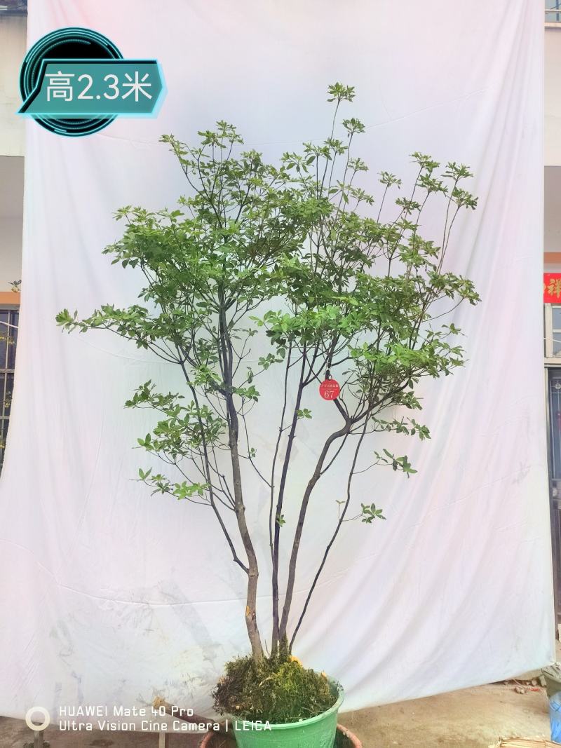 吊钟花