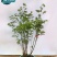 吊钟花