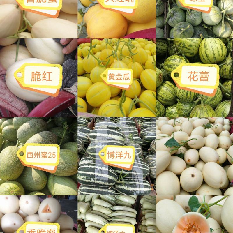 小白瓜，博洋，绿宝，花蕾，脆梨等等大量上市中