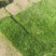 山东沧州草坪种植基地常年出售优质草坪。正品是青草坪早熟禾