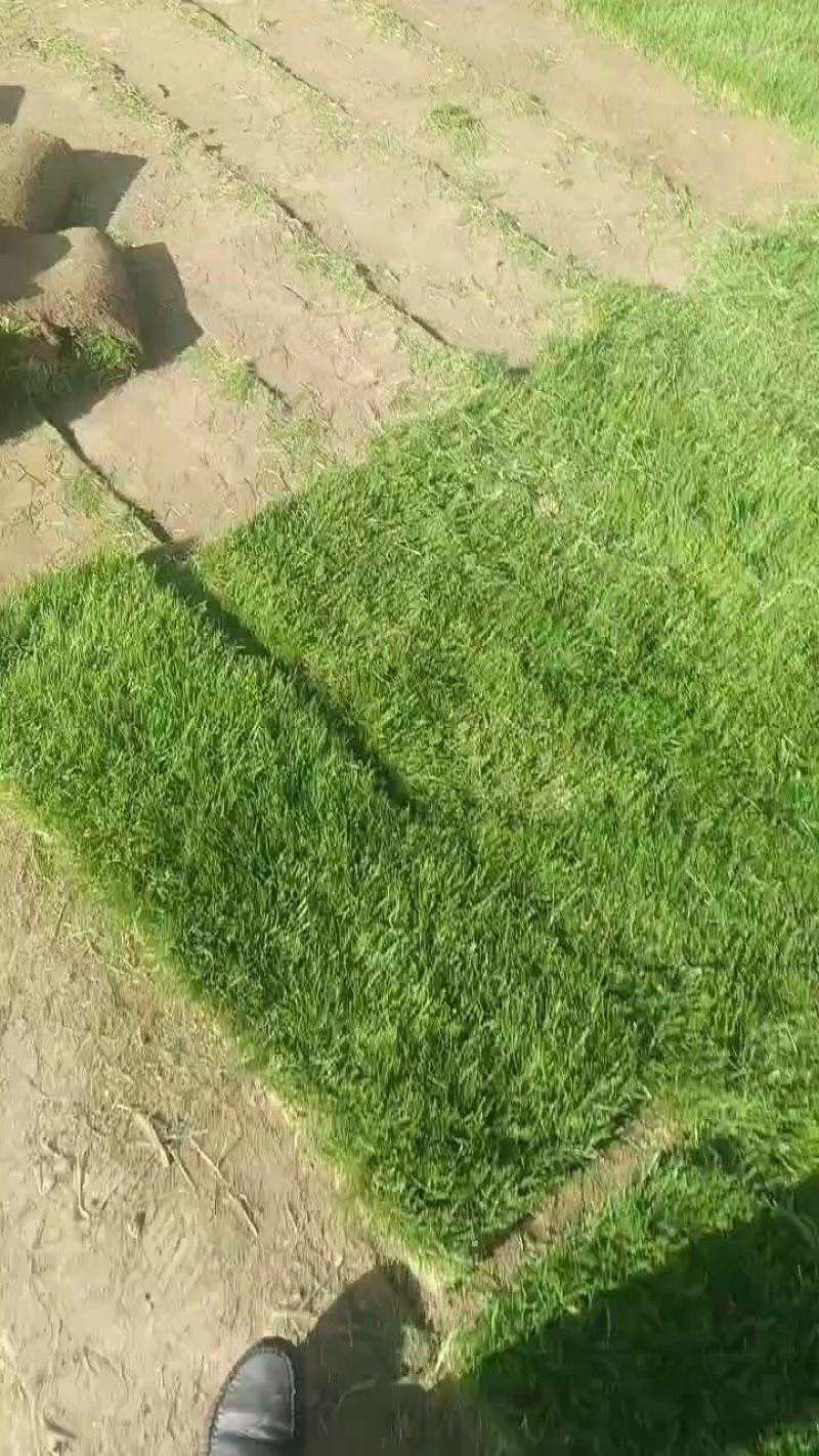 山东沧州草坪种植基地常年出售优质草坪。正品是青草坪早熟禾