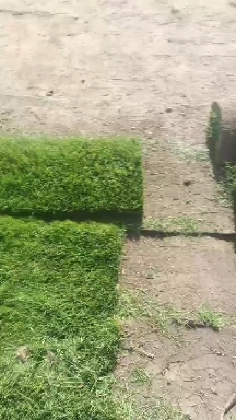 山东沧州草坪种植基地常年出售优质草坪。正品是青草坪早熟禾