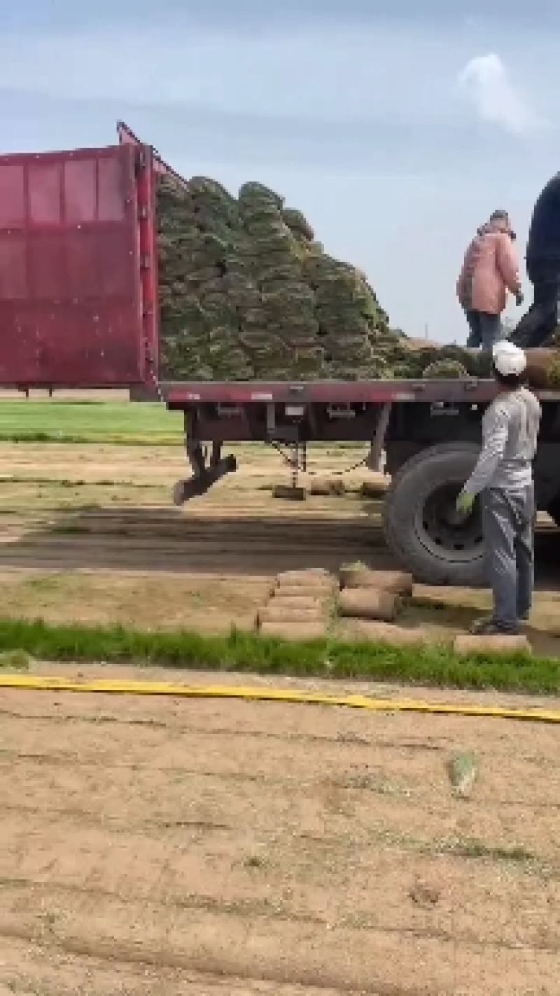 山东沧州草坪种植基地常年出售优质草坪。正品是青草坪早熟禾