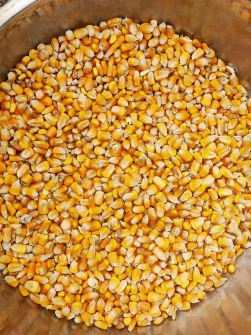 新疆一等优质玉米，水分低，容重高。价好。四川老板合适