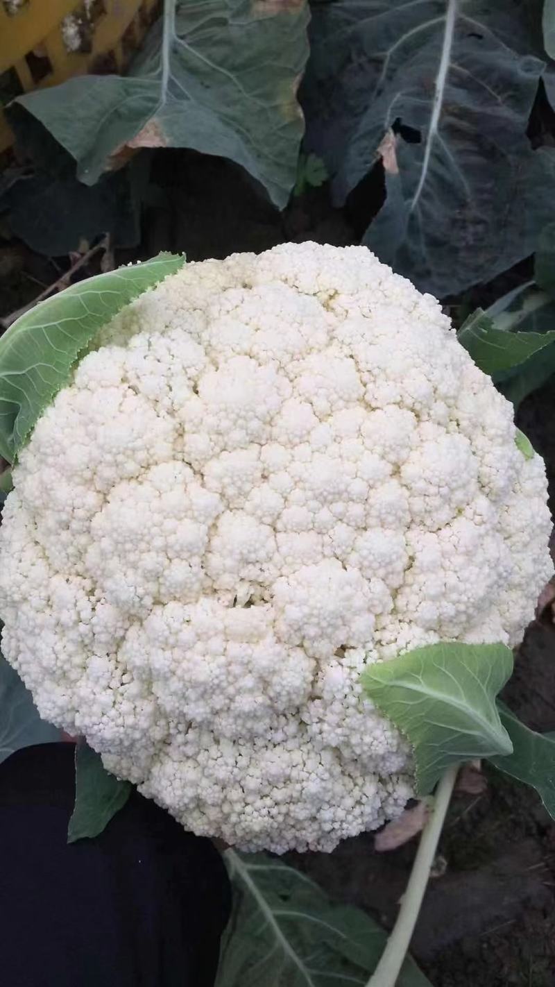 散花