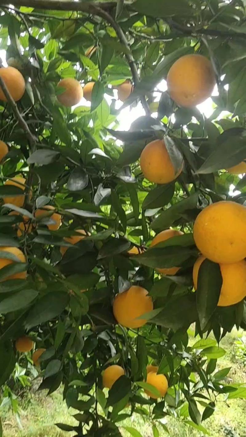 湖北秭归夏橙即将上市了产地货源充足个头大口感纯甜化渣批发