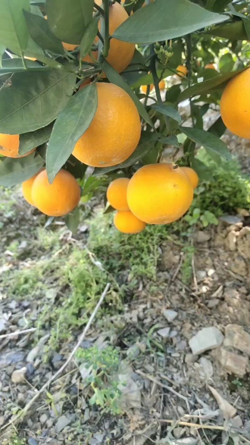 湖北秭归夏橙即将上市了产地货源充足个头大口感纯甜化渣批发