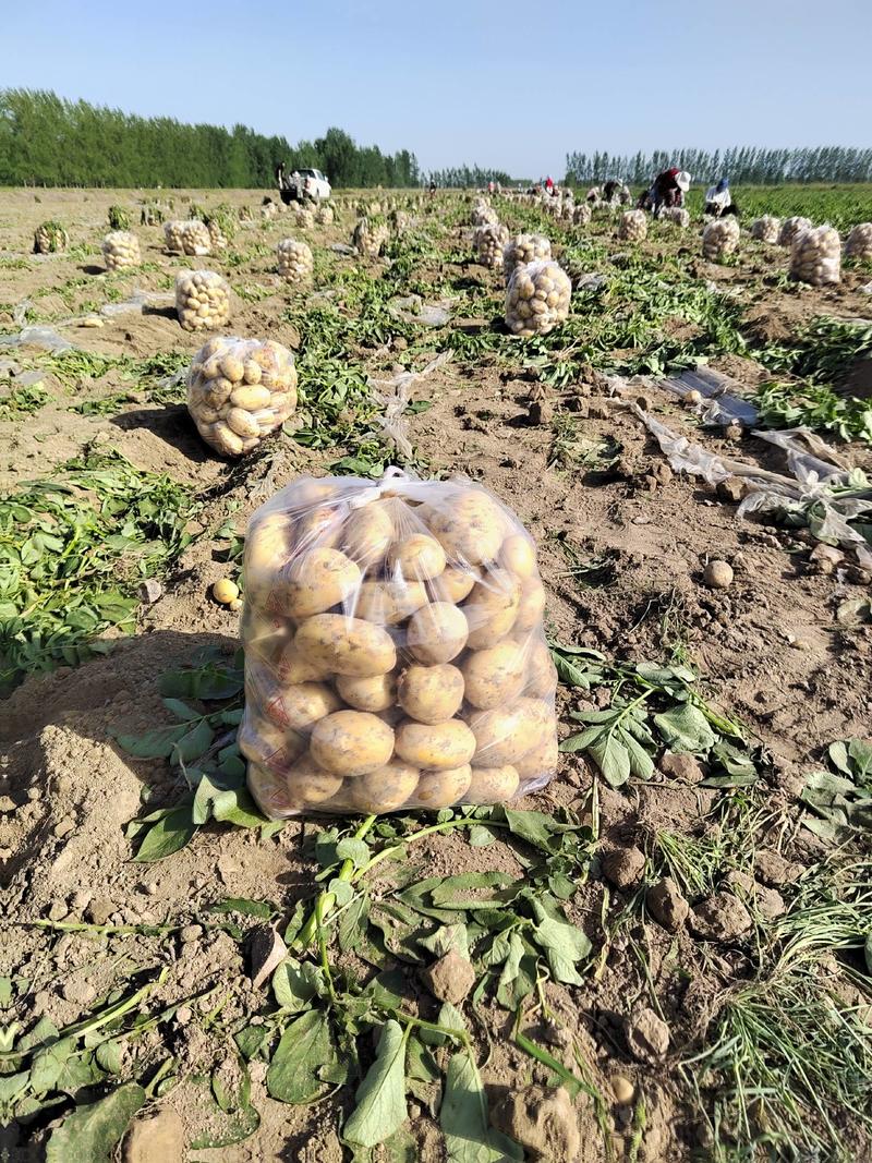 土豆大量上市原产地一手货源价格低交通便利承接各种包装