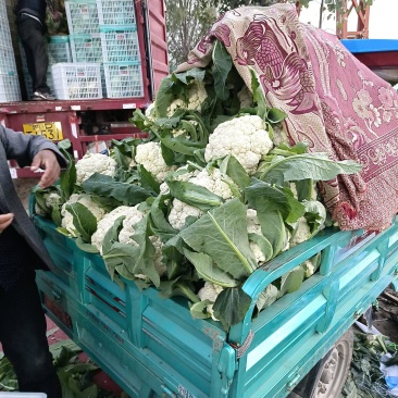 精品西兰花