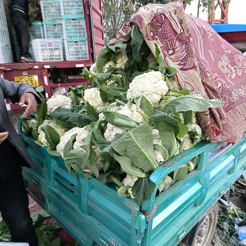 精品西兰花