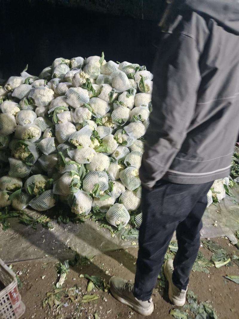 精品西兰花