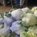 精品西兰花