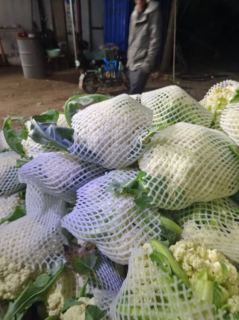 精品西兰花