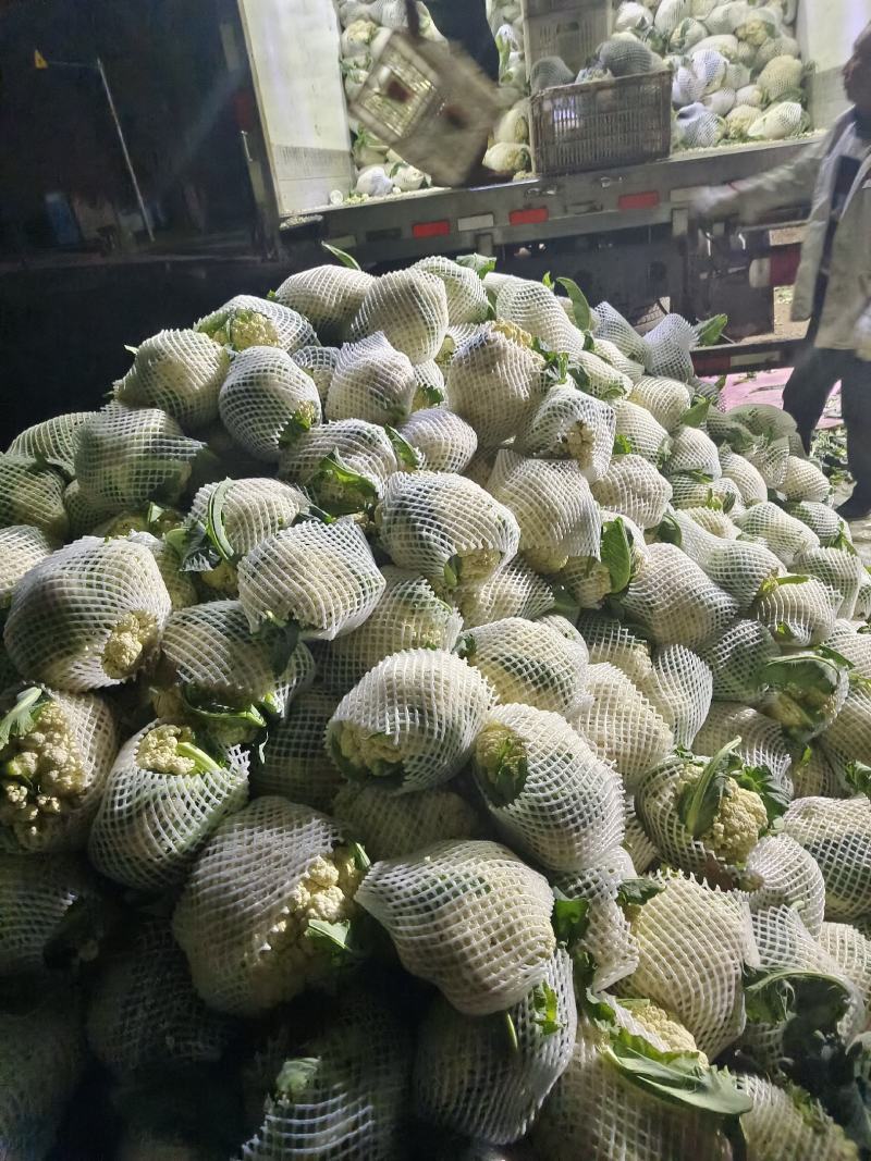 精品西兰花