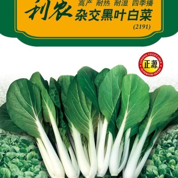 厂家直销黑叶白种子耐热耐湿抗病直立性好梗白叶片黑绿