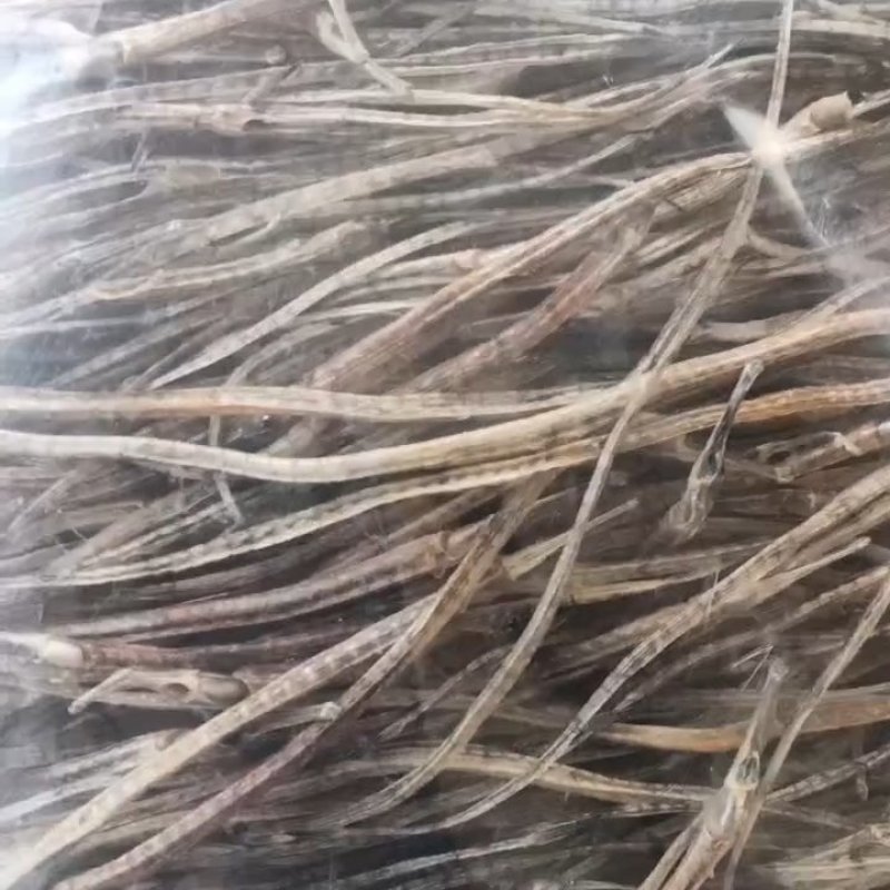 淡干海龙鱼