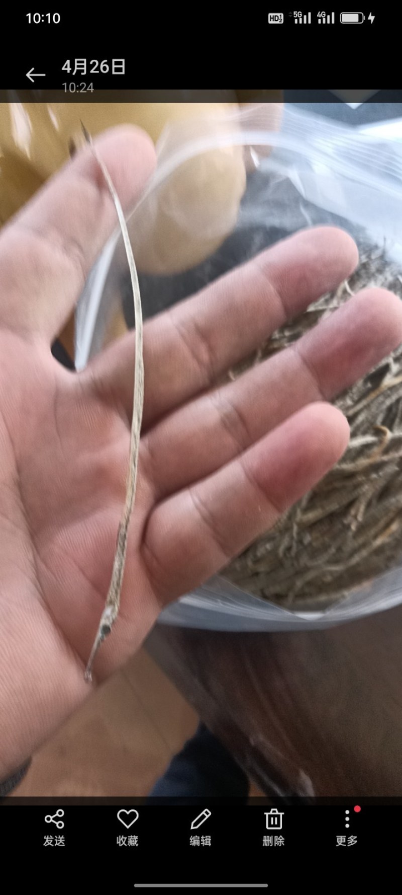 淡干海龙鱼