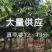 真苹婆12～13分大量供应中