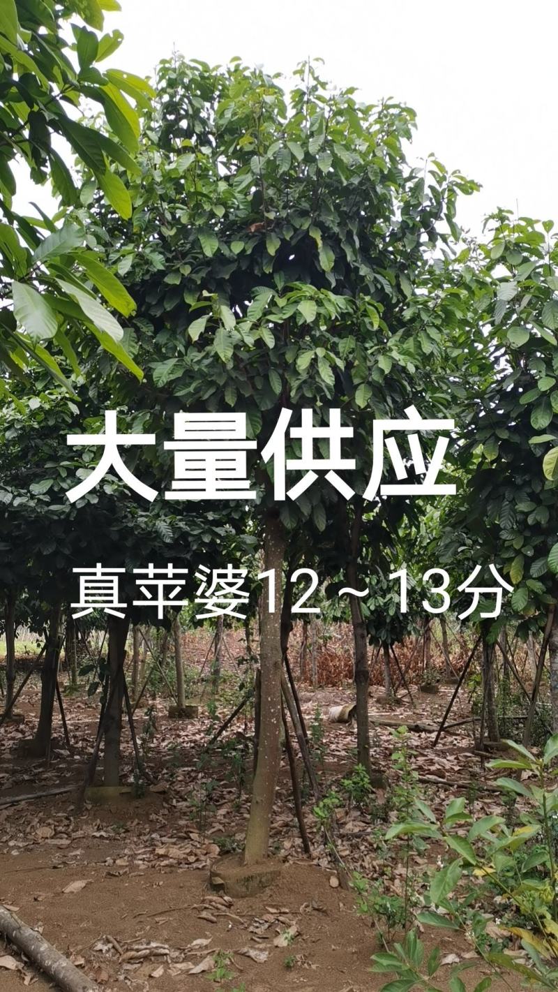 真苹婆12～13分大量供应中