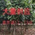 真苹婆12～13分大量供应中