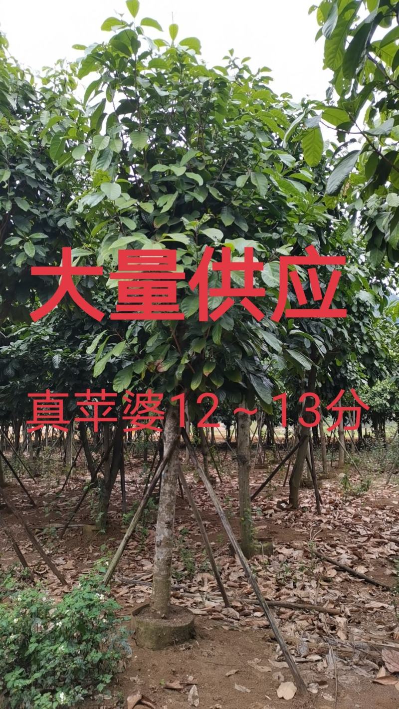 真苹婆12～13分大量供应中