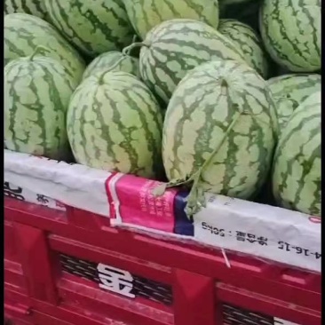 【实力推荐】湖北本地精品美都西瓜大量供应视频看货价格详谈