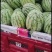 【实力推荐】湖北本地精品美都西瓜大量供应视频看货价格详谈