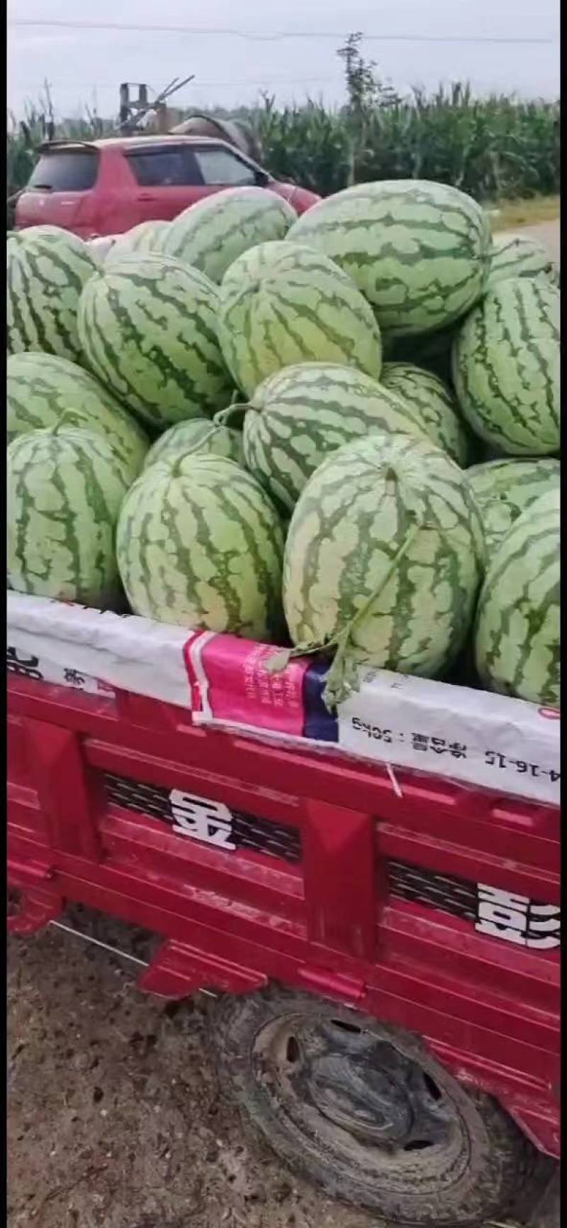 【实力推荐】湖北本地精品美都西瓜大量供应视频看货价格详谈