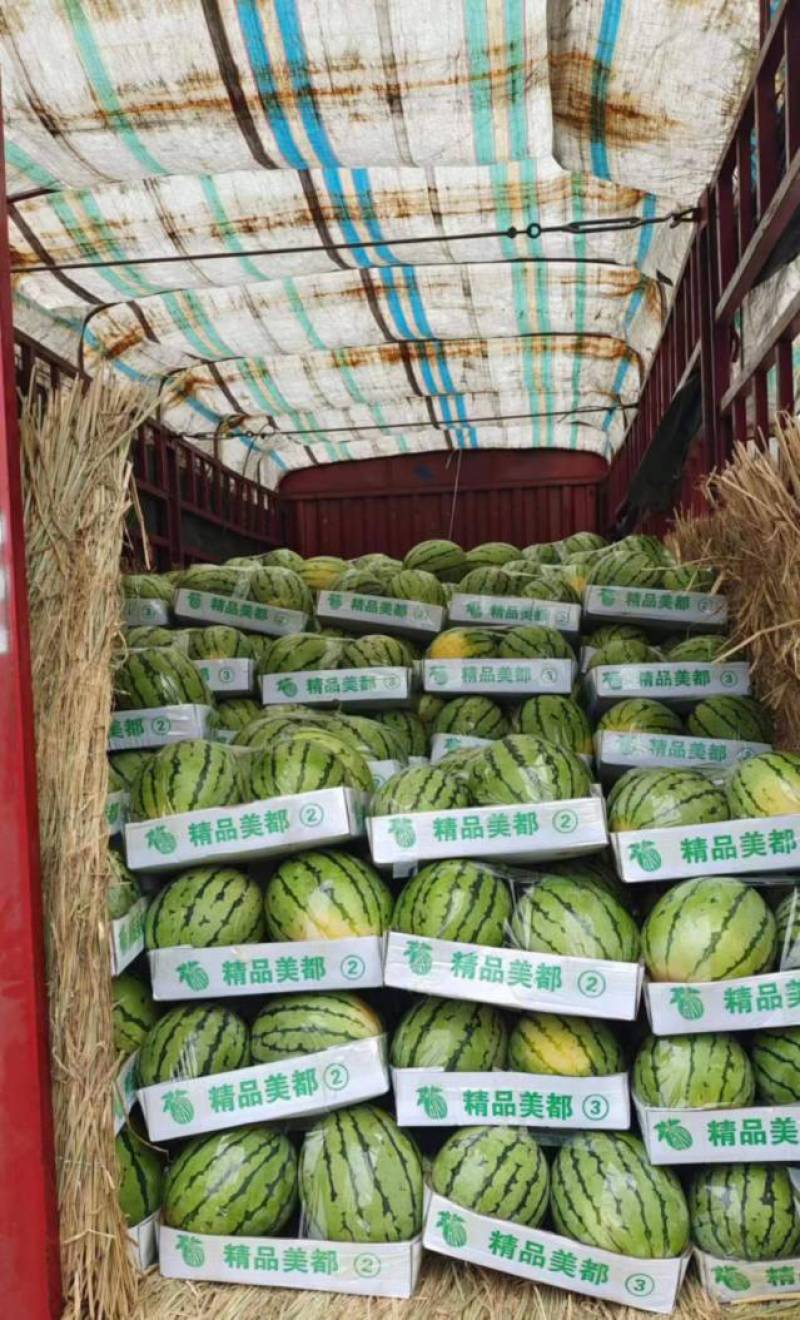 【实力推荐】湖北本地精品美都西瓜大量供应视频看货价格详谈