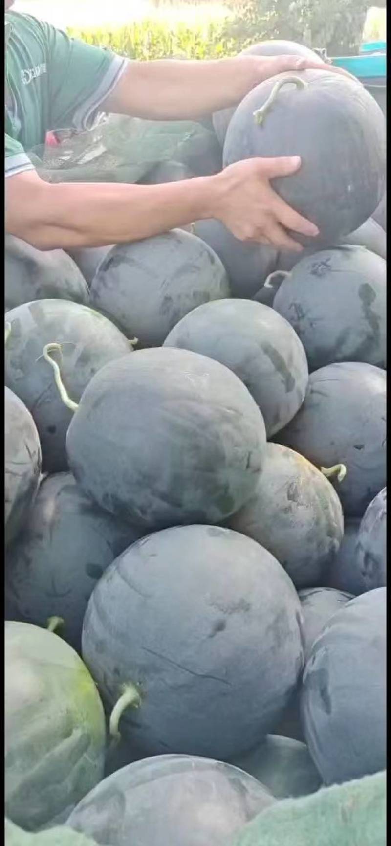湖北万亩基地精品黑皮无籽西瓜大量供货对接各种平台产地供货