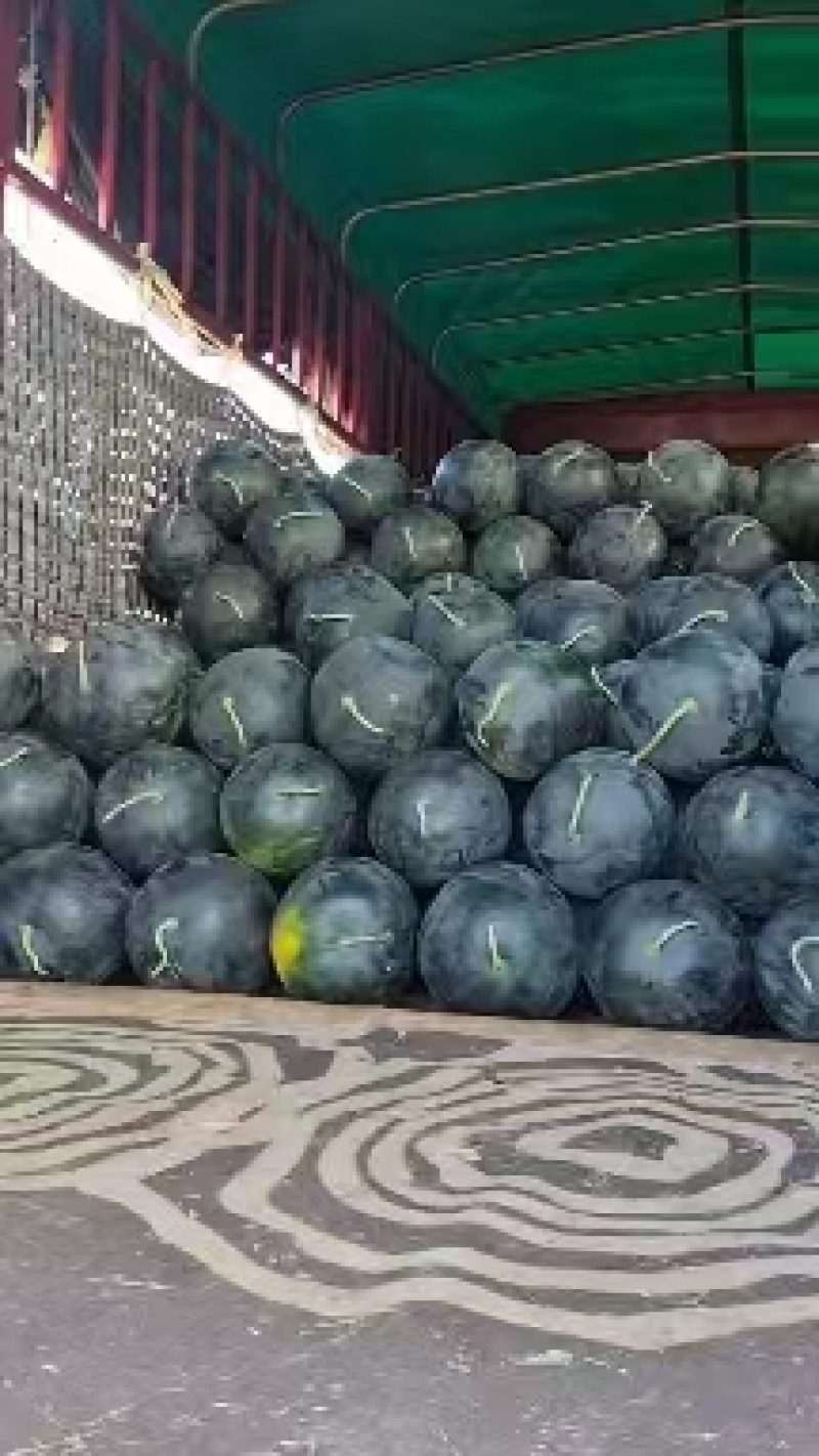 湖北万亩基地精品黑皮无籽西瓜大量供货对接各种平台产地供货