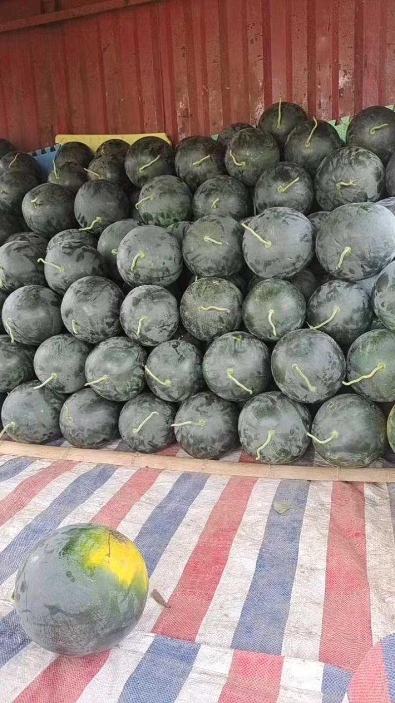 湖北万亩基地精品黑皮无籽西瓜大量供货对接各种平台产地供货