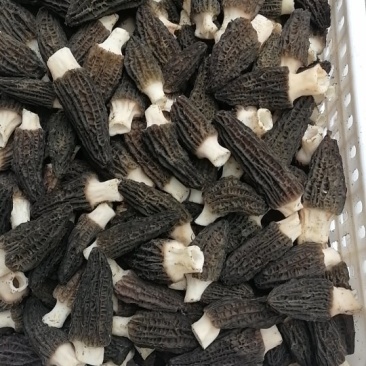 精品羊肚菌