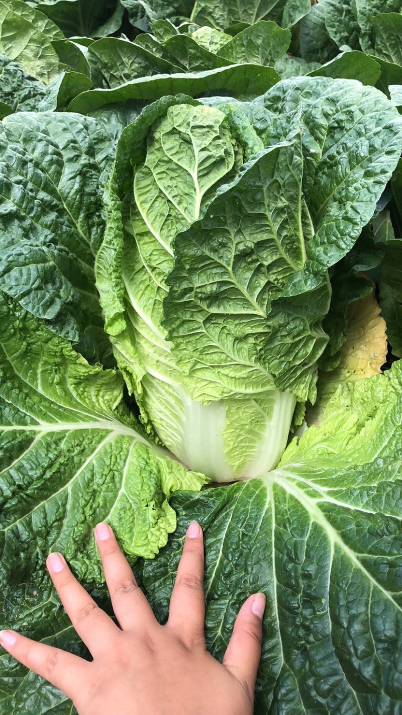 白菜，大白菜，大量有货，保值保量，常年供应欢迎大家咨询！