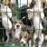 比格犬