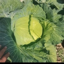 精品甘蓝，可打包分拣，一手货源长期供货，欢迎致电