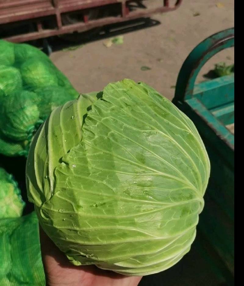 精品甘蓝，可打包分拣，一手货源长期供货，欢迎致电