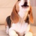 比格犬