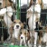 比格犬