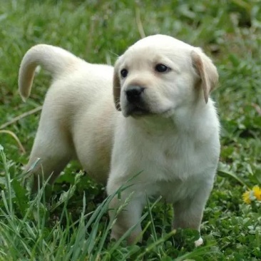 拉布拉多犬