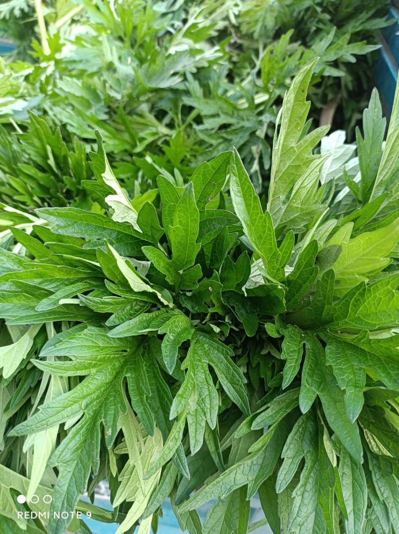艾叶新鲜货源晒制而成货源保障欢迎客商电联下单