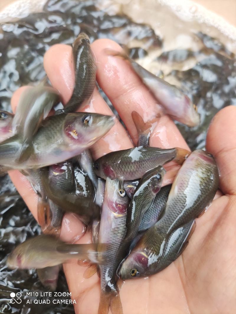 禾花鲤鱼苗，全国发货。欢迎订购！