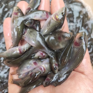 禾花鲤鱼苗，全国发货。欢迎订购！