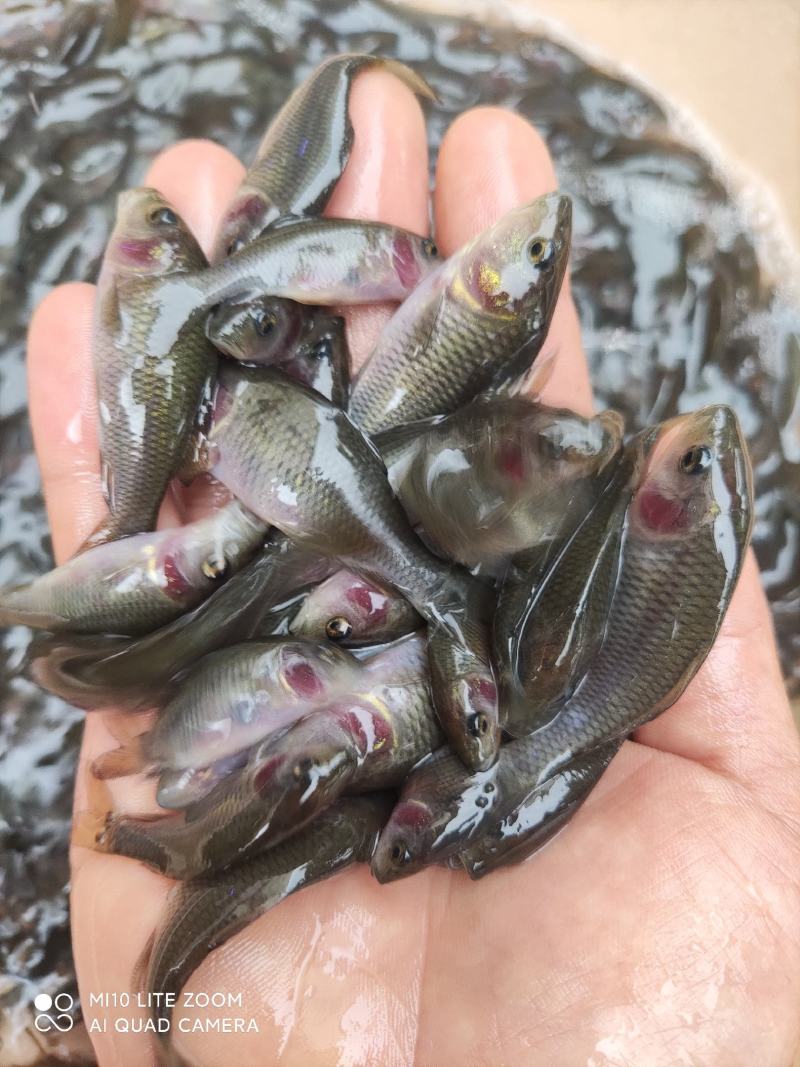 禾花鲤鱼苗，全国发货。欢迎订购！