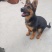 阿拉斯加犬
