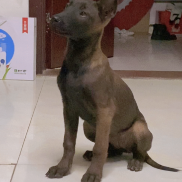 阿拉斯加犬