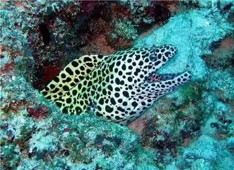 海鳗鱼-西沙海鳗鱼-活杀极冻海鳗供应厂家